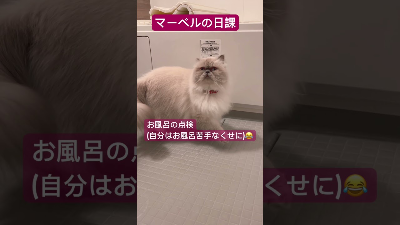 マーベルの日課🐈 #shorts #うちのにゃんこ #ヒマラヤン #cat #ねこ #マーベル #かわいい