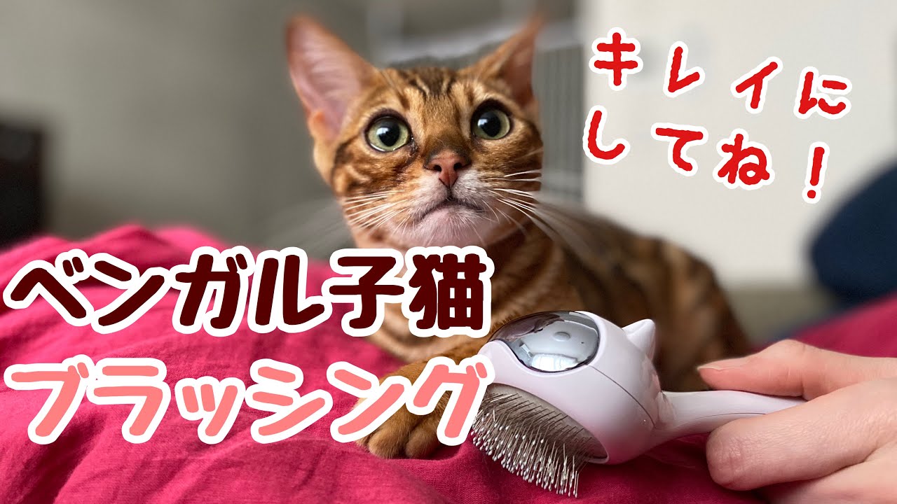 換毛期で抜け毛大量発生！ブラッシングでツヤツヤになるベンガル子猫