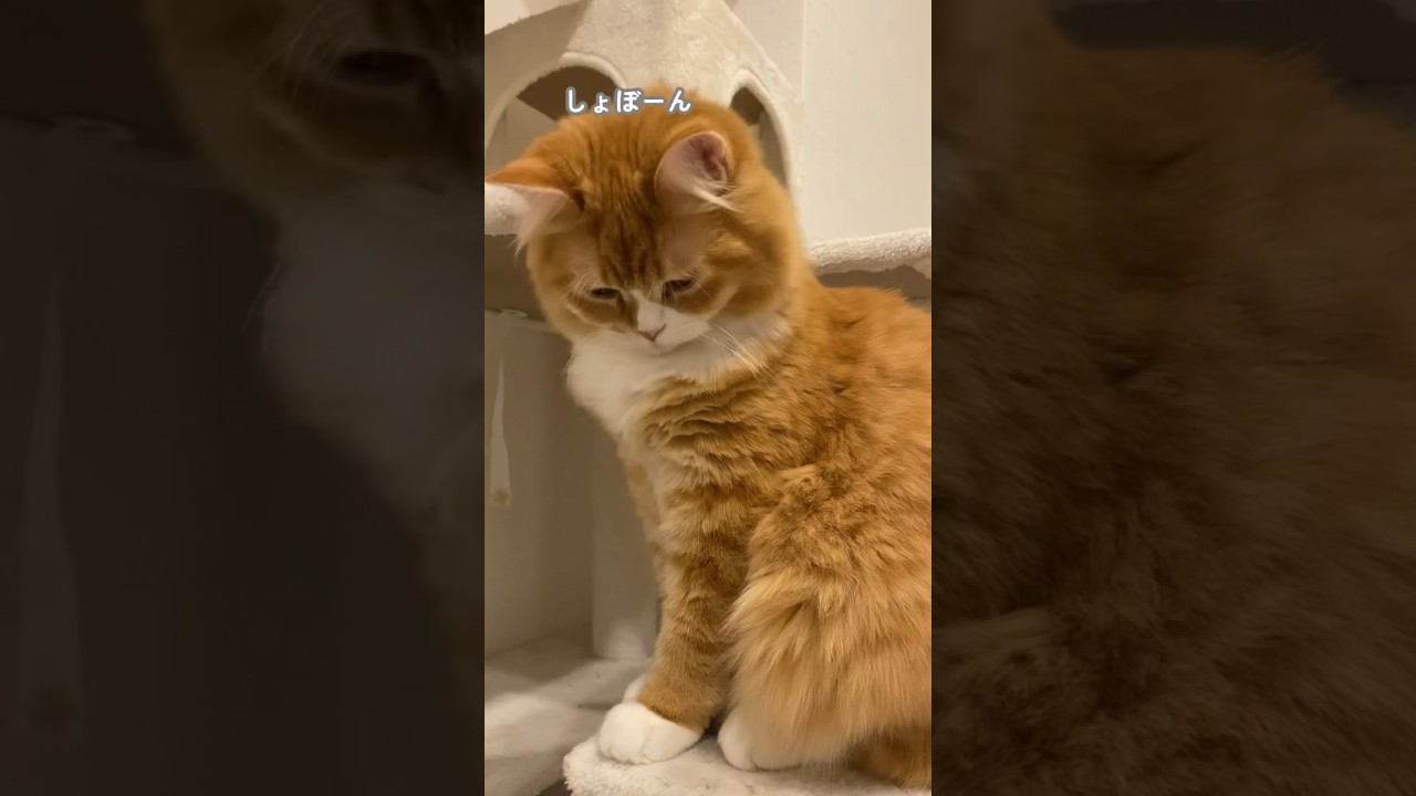 【サイベリアンの子猫】飼い主の帰りが遅くて落ち込むシシ #cat #siberian #ねこ #siberiancat #サイベリアン #short #shorts