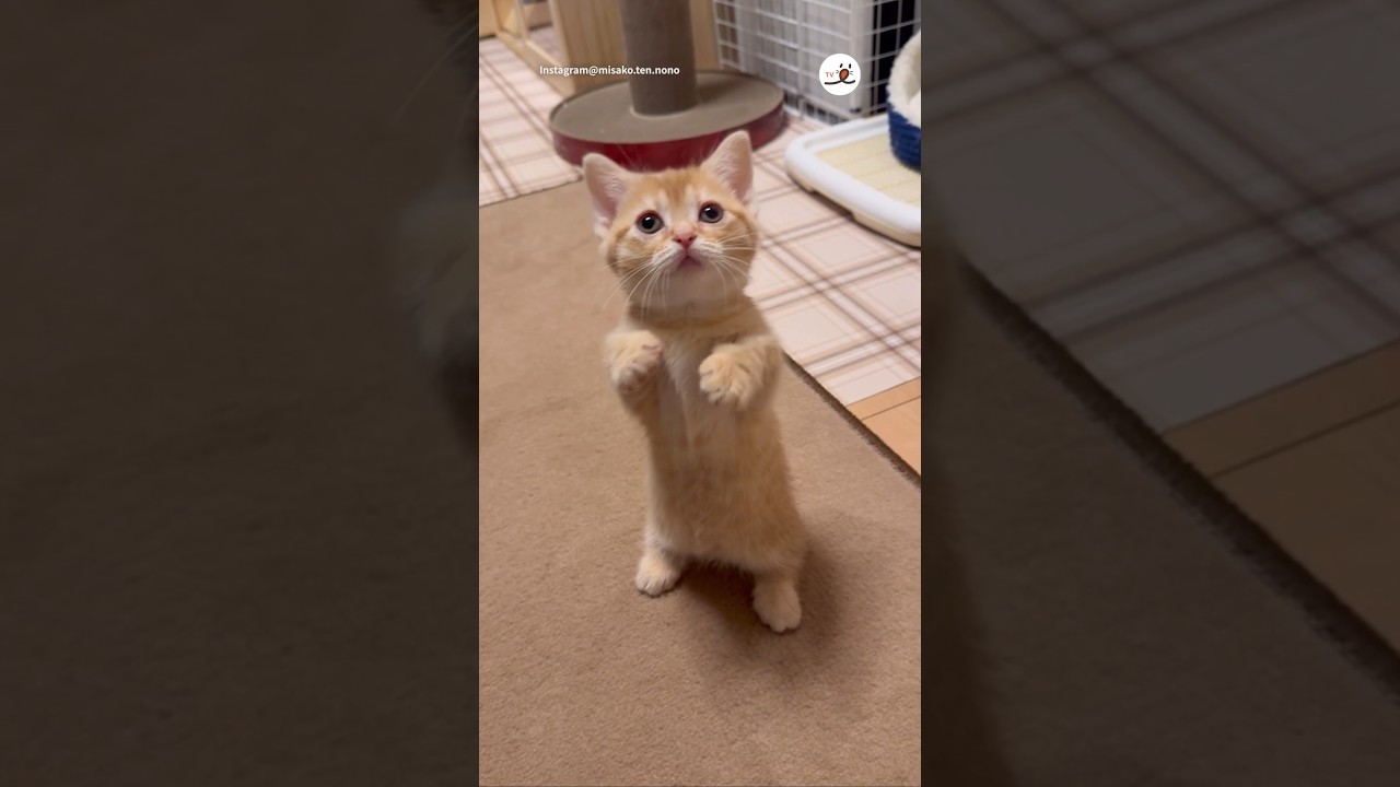 これぞマンチカンの立ち姿！｜PECO#子猫 #マンチカン #子猫のいる生活 #猫 #愛猫家 #kitten #munchkin #kittenlife #cat #catlover
