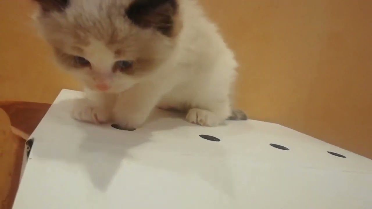 ラグドール 【シールポイント】可愛いラグドールの女の子です