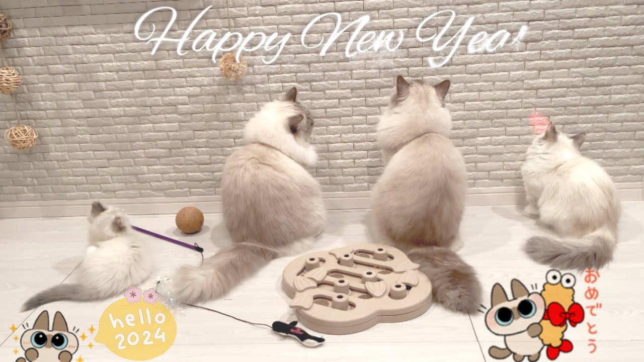 【謹賀新年】🎍さよならうさぎ🐇 ＠ラグドール & マンチカン 2024.NEWYEAR