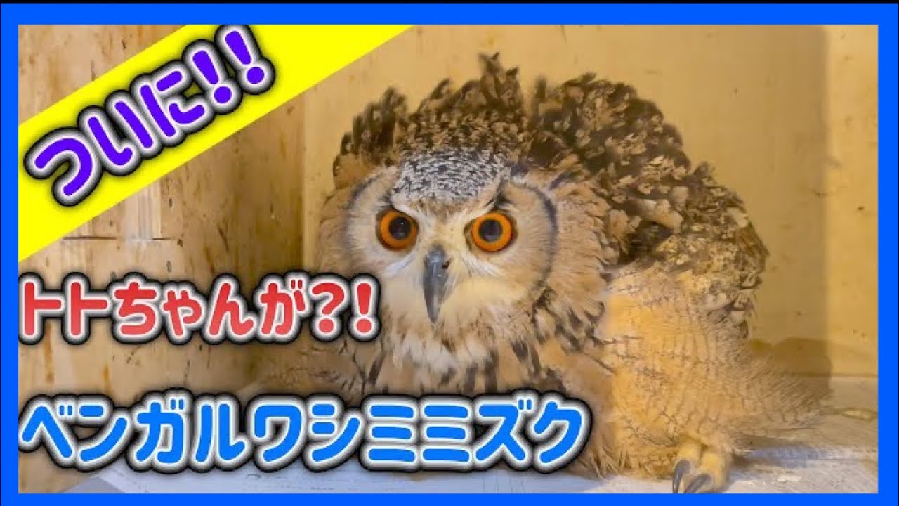 【衝撃】ベンガルワシミミズクのトトちゃんに緊急事態発生