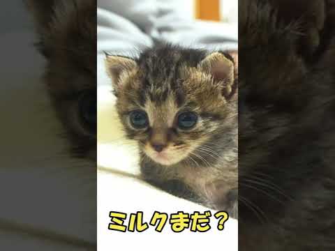 ミルク嬉し【赤ちゃん猫　保護猫】#shorts