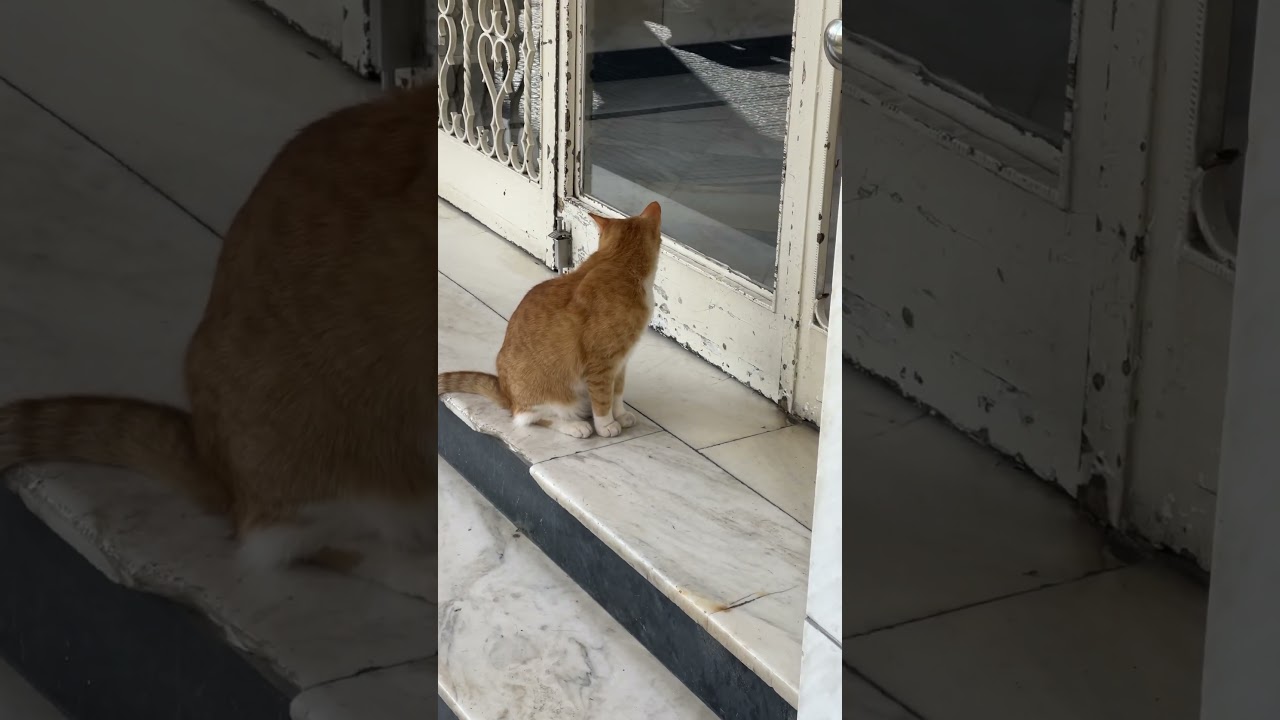 this cute brown cat is patiently waiting for someone to open the door for her  #catshorts  #shorts