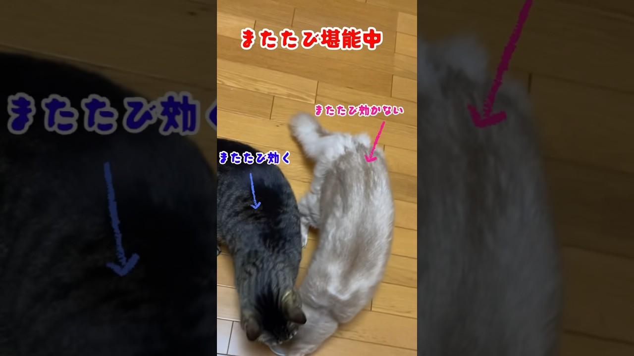 またたび効果でとばっちり💦#shorts #猫#キジトラ#ソマリ#プロレス