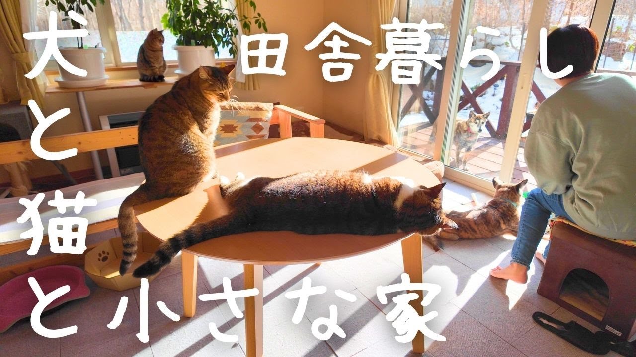 犬と猫と田舎暮らし/新年もいつも通りのペースで