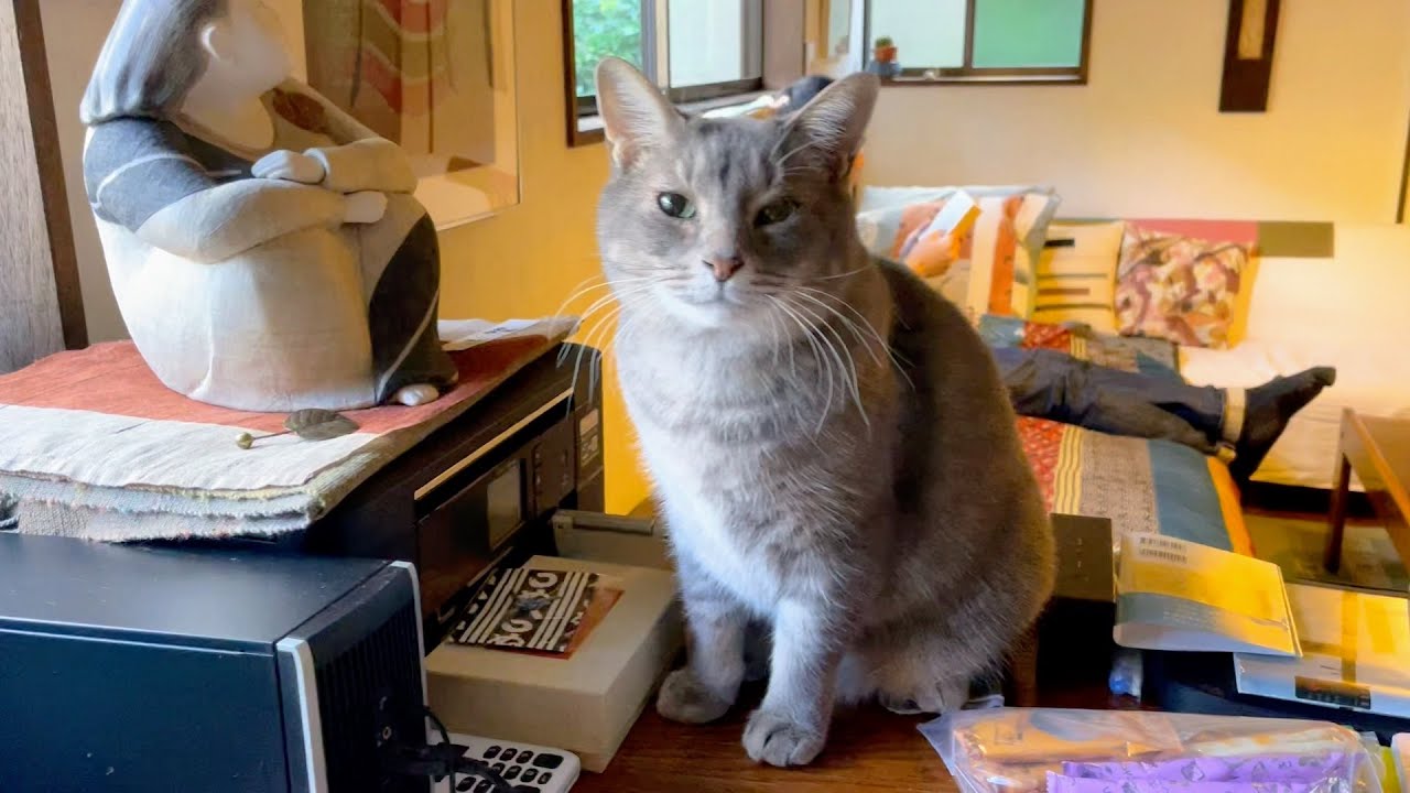 #風の猫　２階には上がれないので..　土間でおじいちゃんに新年のあいさつをしてから朝ごはんを食べる猫・・・