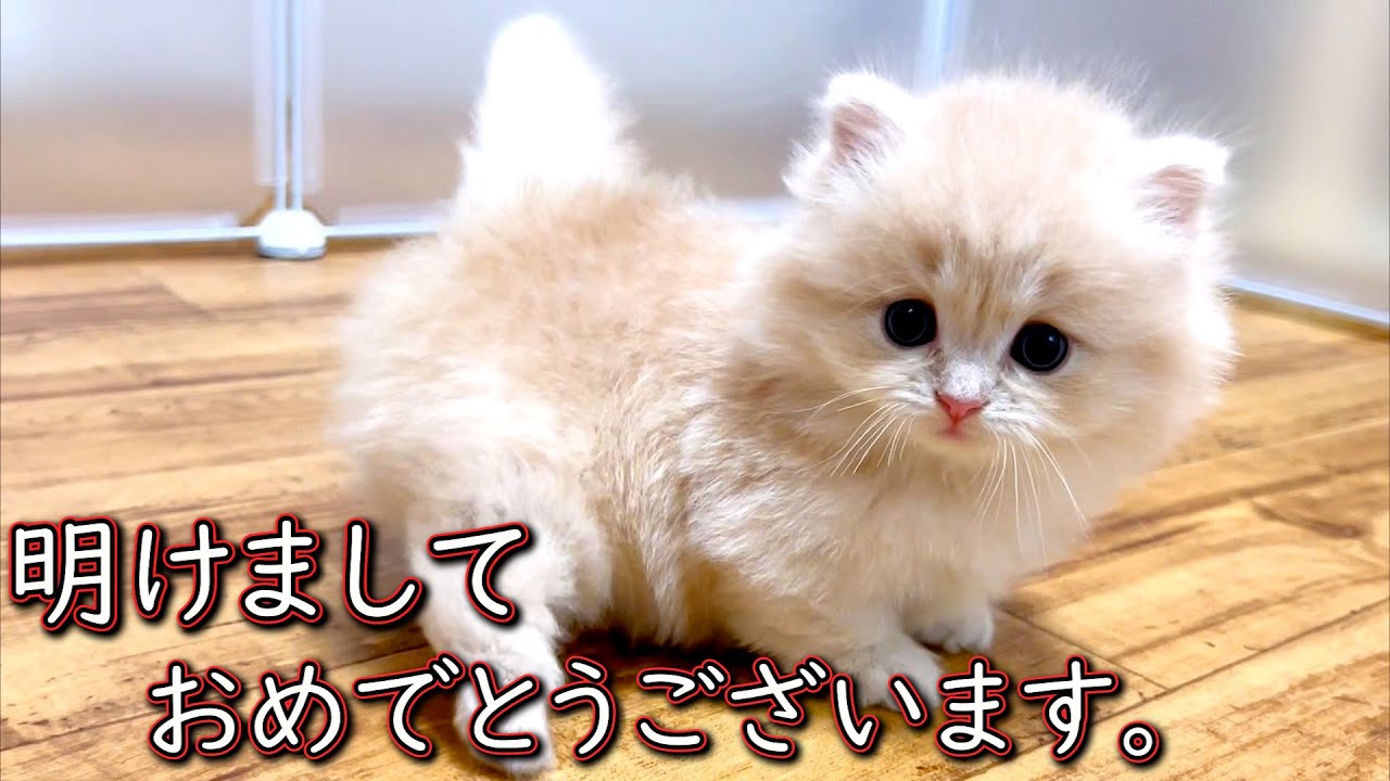 【マンチカンの子猫】明けましておめでとうございます。で今年も子猫な件 ∼猫のいる生活Vol.862~ 出産動画 マンチカン短足・ミヌエット・ペルシャ猫専門ブリーダー『ペット蔵人』【子猫の成長記録】