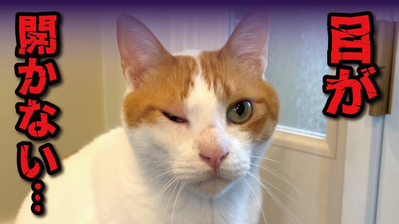 師匠が大変なことになりました【関西弁でしゃべる猫】【猫アテレコ】