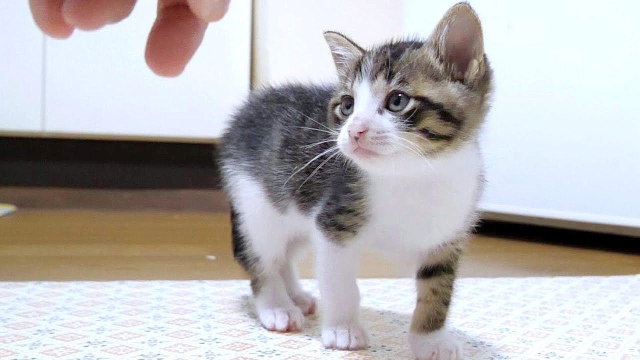 ごはんごちそうさまのお礼に甘えにやってくる子猫がかわいすぎます【赤ちゃん猫　保護猫】