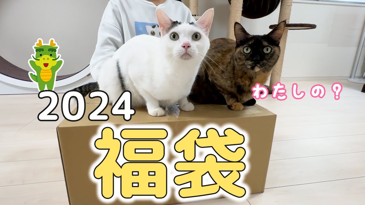 【2024】今年も猫用福袋を開封します！