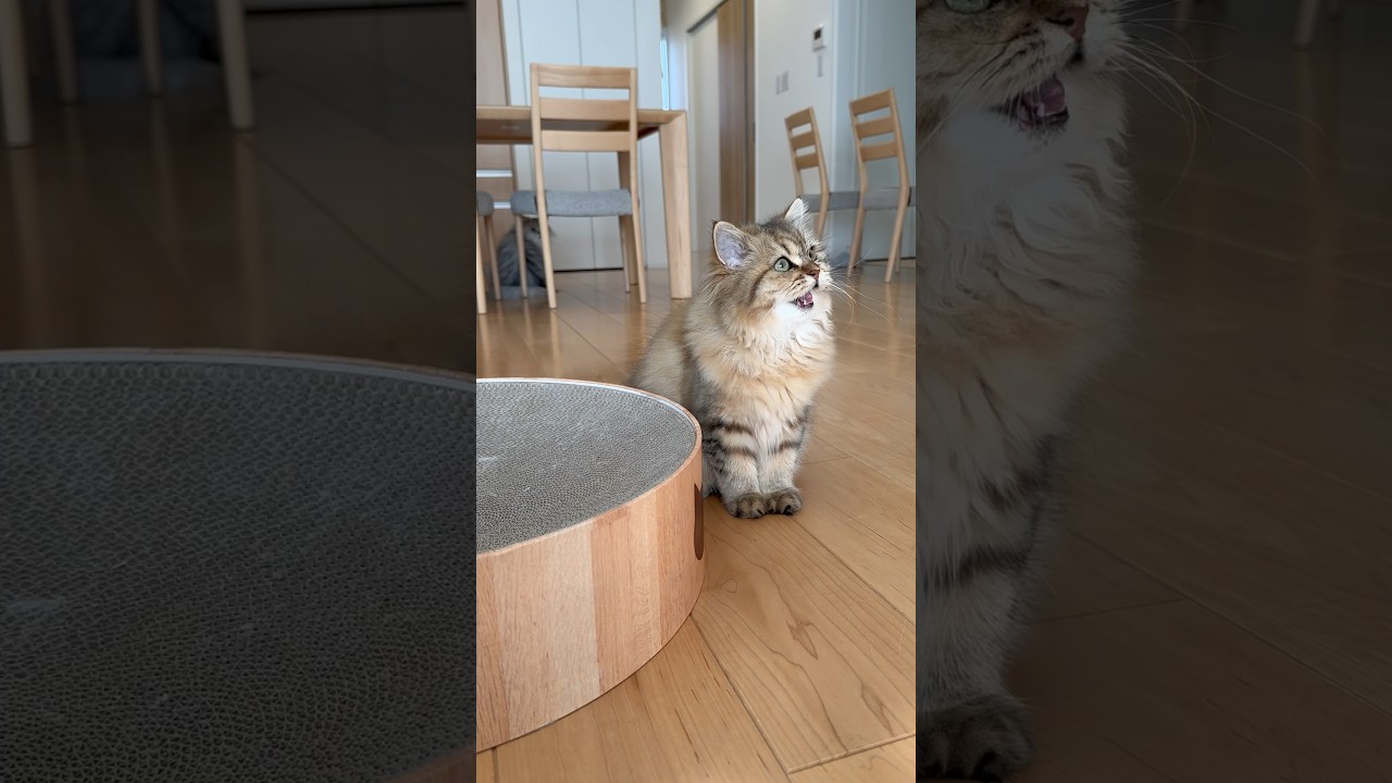 クラッキングが少し下手な時もある子猫 【サイベリアン】 #Shorts