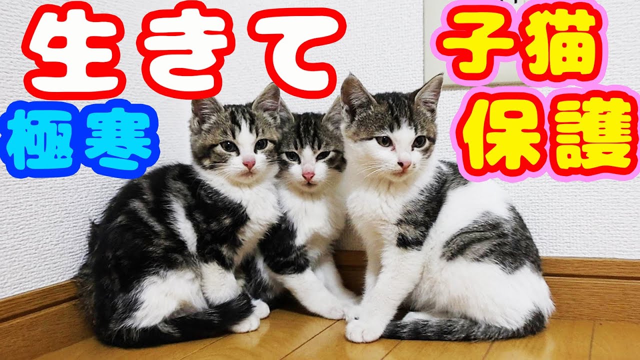 【子猫緊急保護】極寒海岸にいる子猫３匹保護 病院で治療し現在温かい部屋で３匹共健康です 経過報告