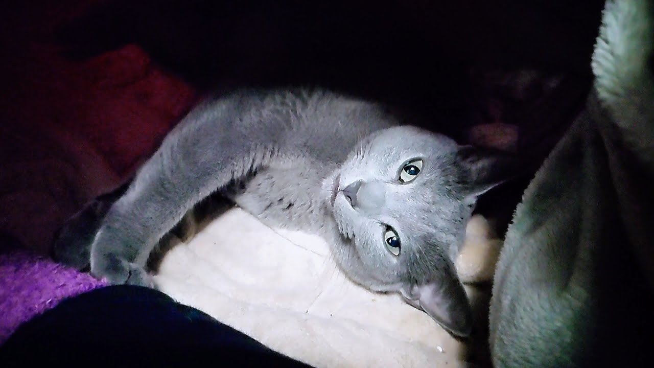 【猫動画】暖かい場所を堪能するロシアンブルー【russianbule】Russian blue enjoys warm places