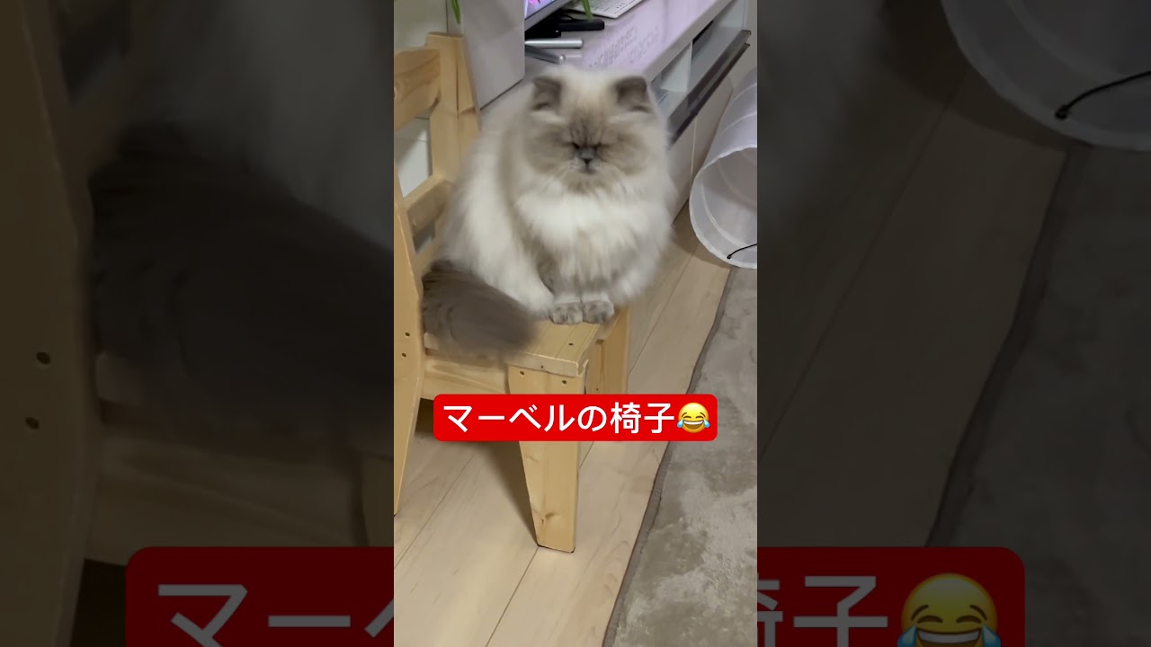 マーベル専用の椅子😂 # #うちのにゃんこ #ヒマラヤン #cat #shorts #マーベル