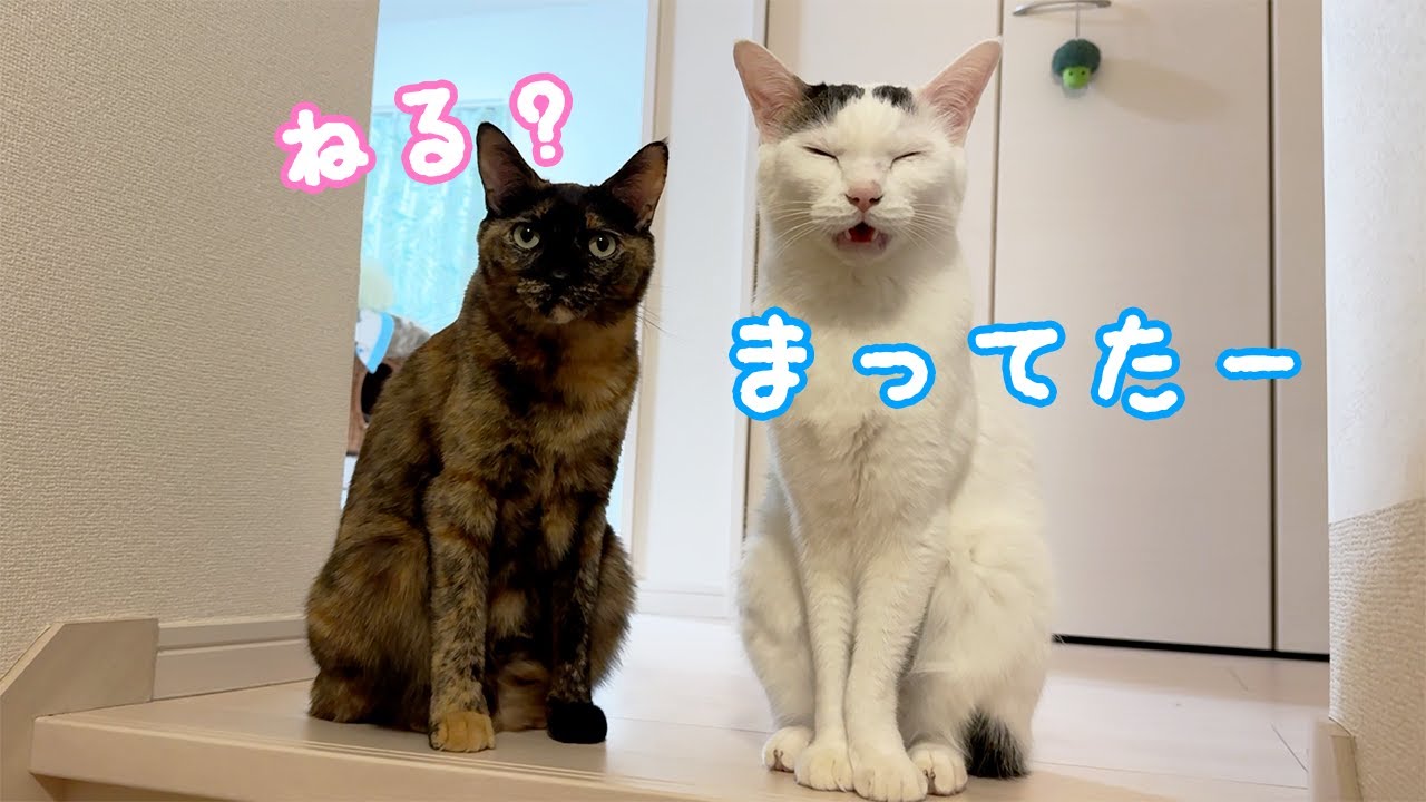 ママが寝るまで待っててくれる猫たち…！