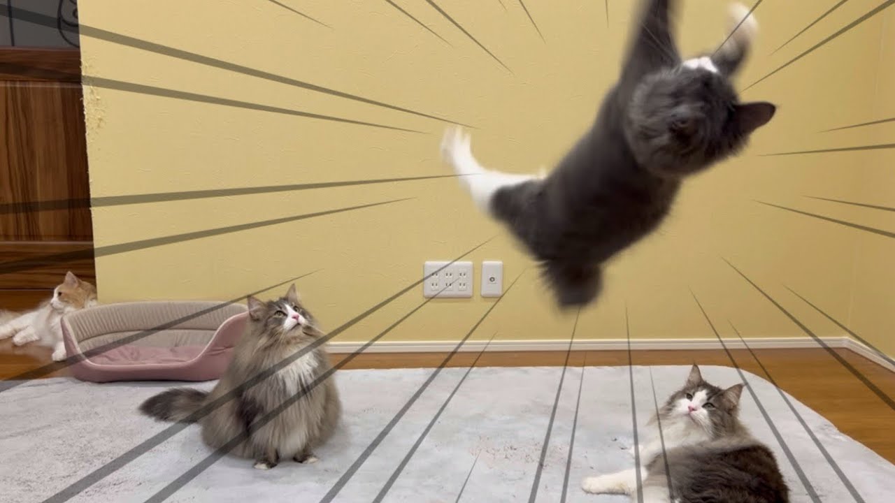 【JUMP‼︎】空中を飛び回る、仔猫ターキッシュアンゴラと大猫ノルウェージャンフォレストキャット♡