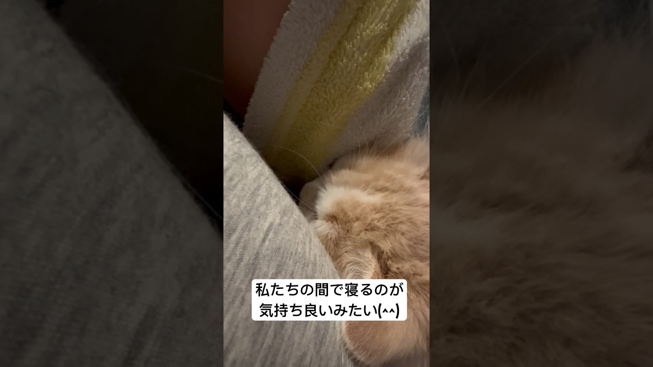 爆発的可愛さ #cat #cute #かわいい #サイベリアン