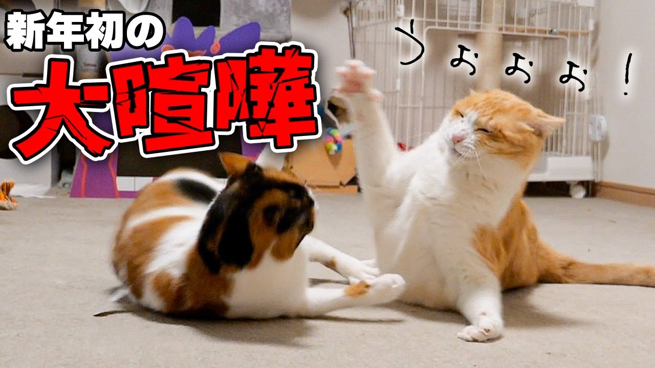 新年早々に猫達が大喧嘩を始めてしましました…
