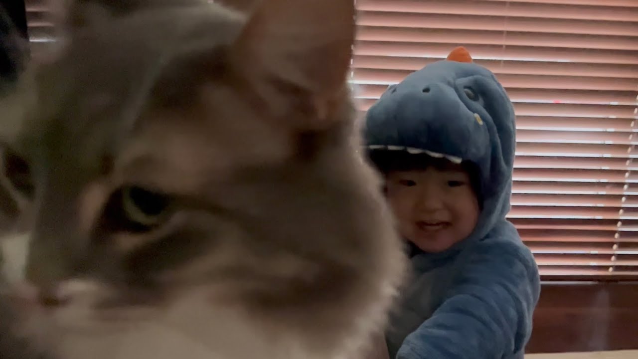 半日間、恐竜と過ごす猫　ノルウェージャンフォレストキャット　A cat spends half a day with dinosaurs