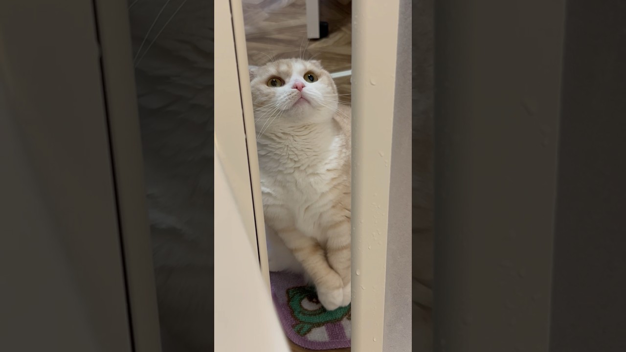 覗き猫⚠️🛀　#スコティッシュフォールド #猫