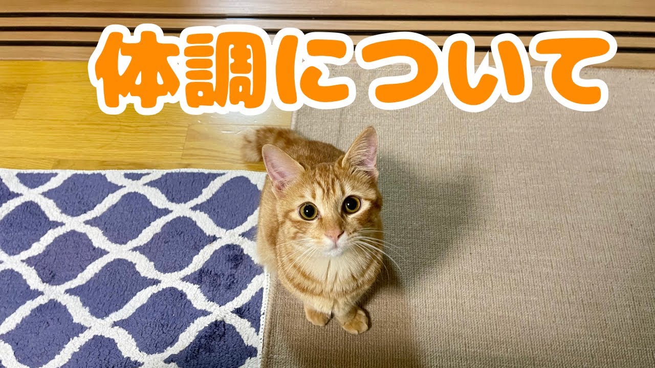 【保護猫】地震による子猫の体調の変化についてご報告
