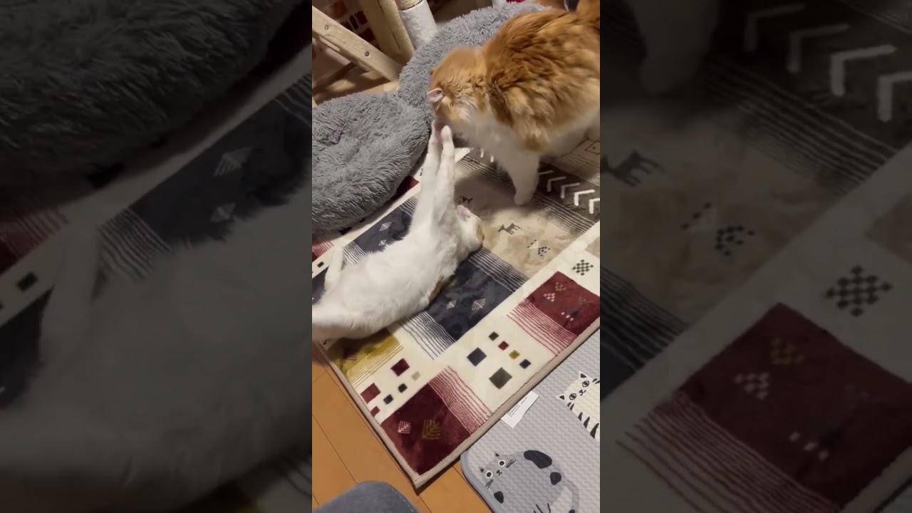 無防備な猫にこれは反則？ #shorts  #猫 #アメリカンカール #cat