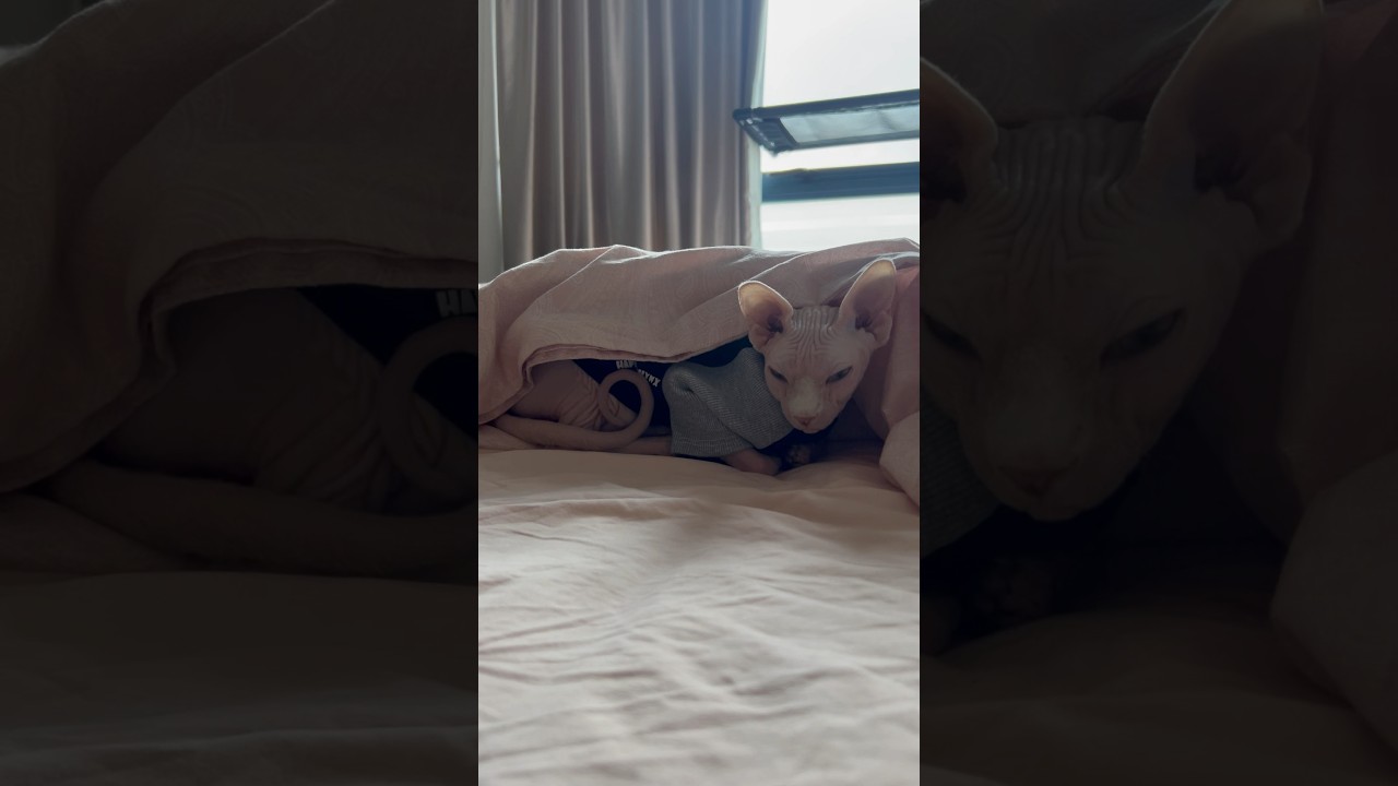 布団の中でウトウトする毛のない猫【スフィンクス猫】