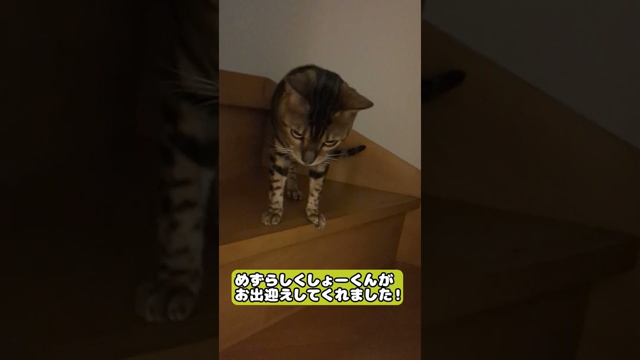 【猫】お出迎えしてくれました！ #cat #kawaii #ベンガル