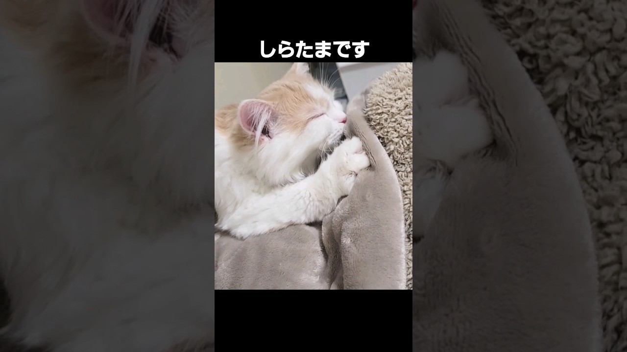 【子猫】本職のねこ#ラガマフィン #猫動画 #cat #kittywork