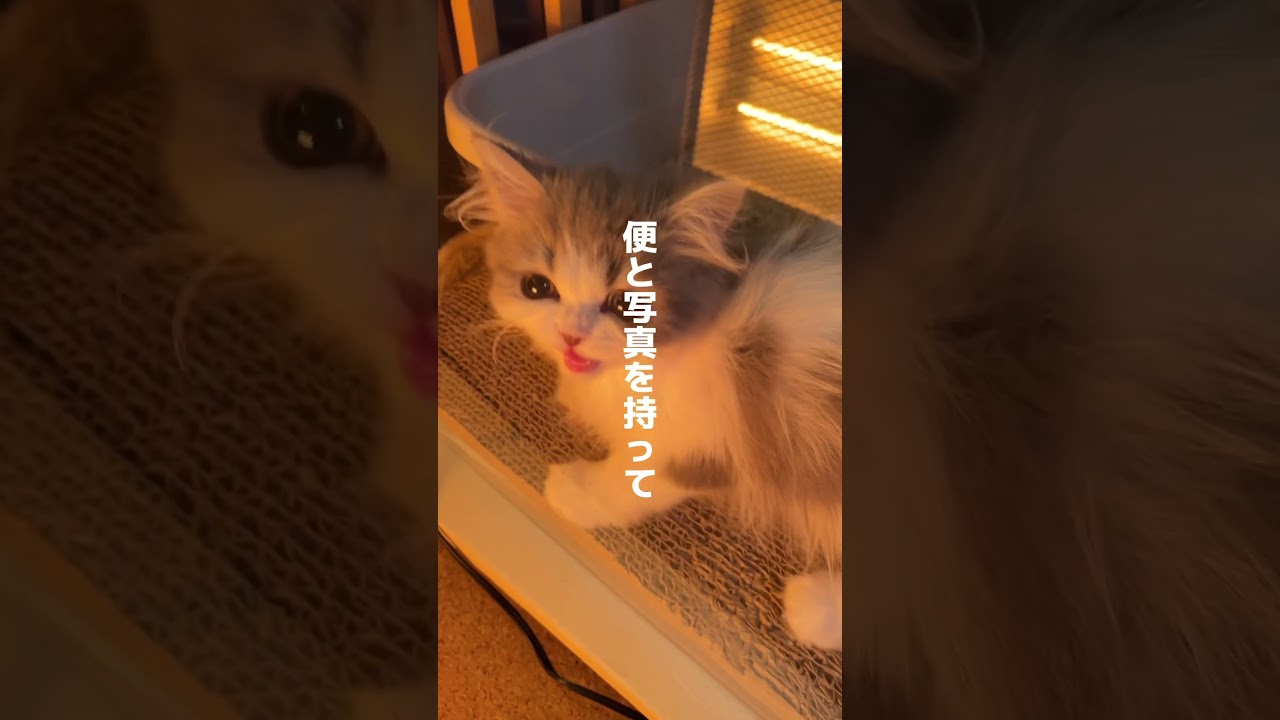 緊急事態発生！ #cat #猫 #血便 #ラガマフィン #ブリティッシュショートヘア #猫のいる暮らし
