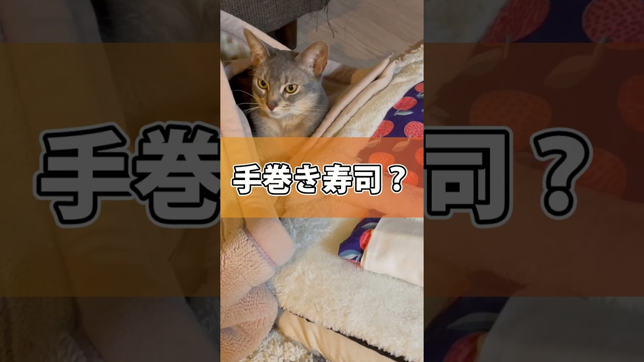 毛布が好きすぎるうちの猫さん #shorts #猫 #アビシニアン