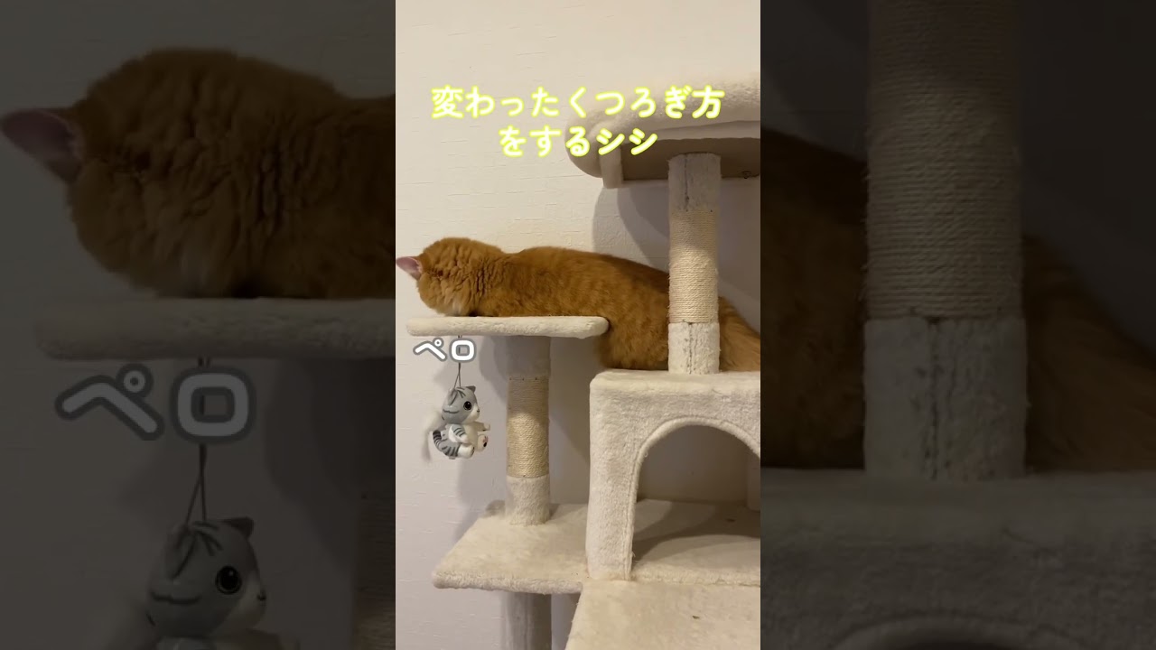 【サイベリアンの子猫】変わったくつろぎ方をするシシ　#cat #siberian #ねこ #siberiancat #サイベリアン #short #shorts