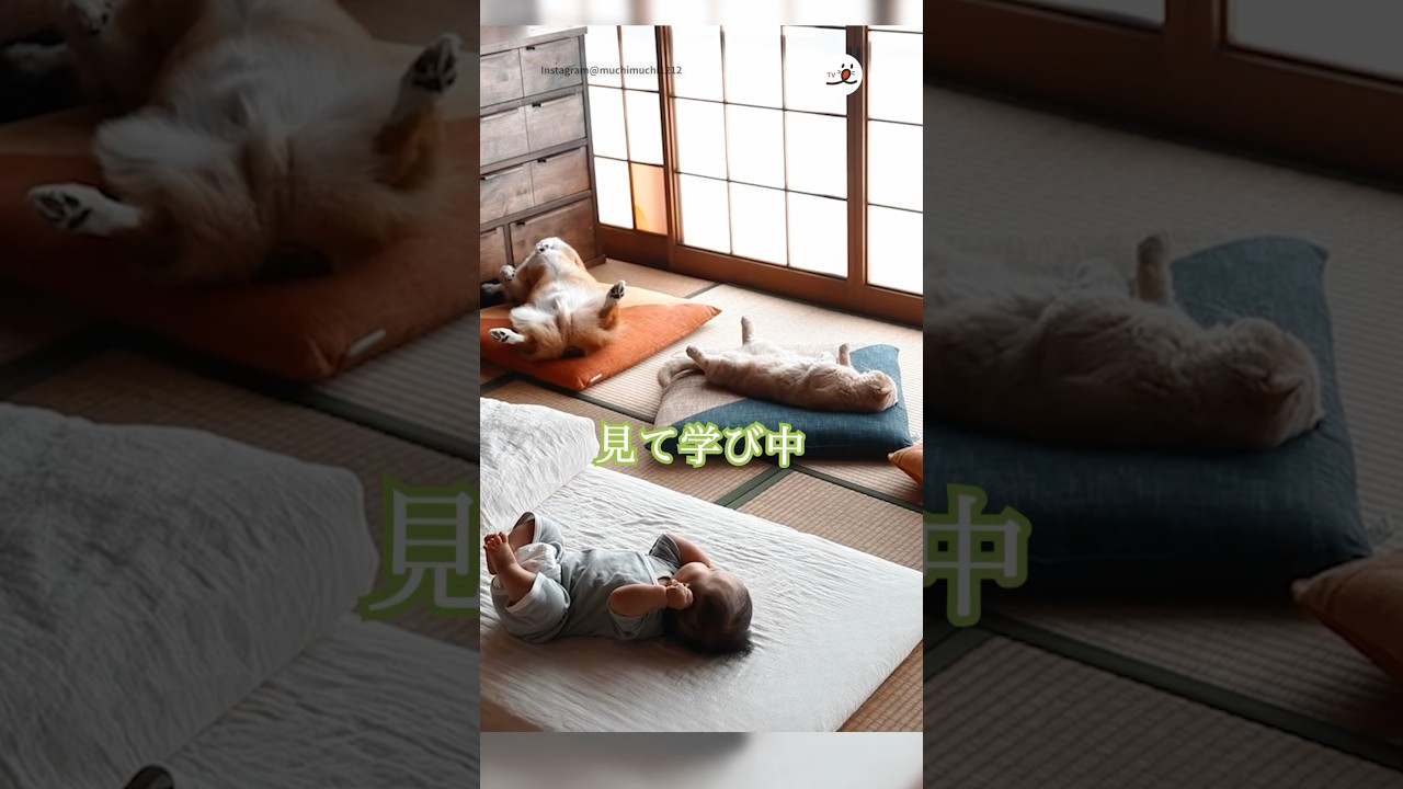 これが昼寝の師匠たち｜PECO #犬と猫 #コーギー #マンチカン #犬と猫のいる暮らし #catanddog #corgi #munchkin #catanddoglife