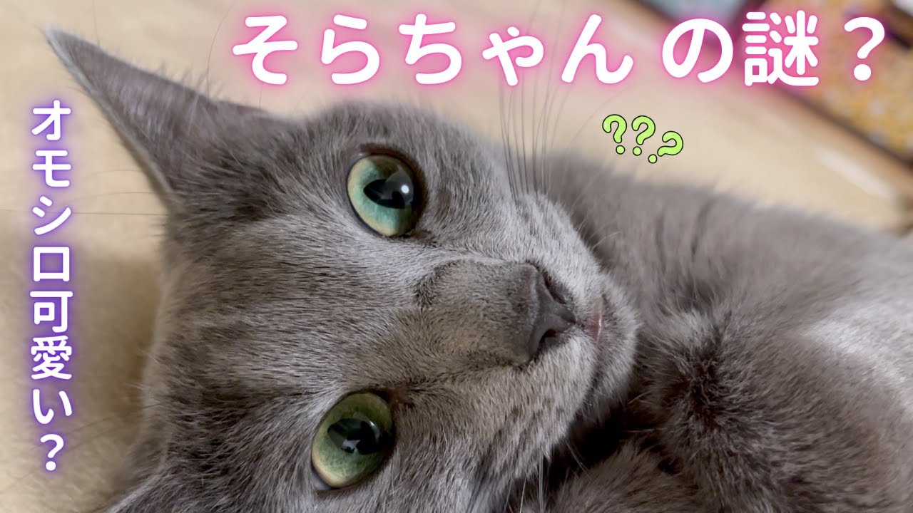 オモシロポーズ＆表情の謎が解けた（ロシアンブルー）