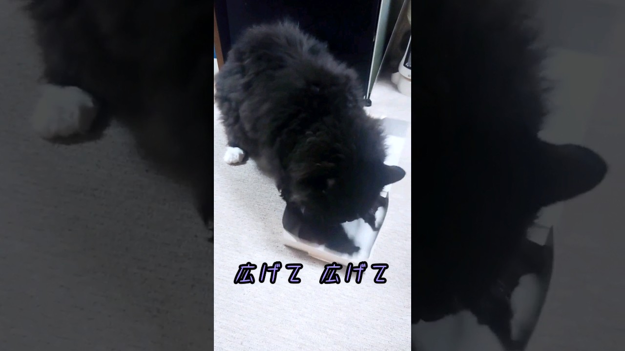 自分の体の大きさが分からない💦 #cat #セルカークレックス #ねこ #selkirkrex #box #箱