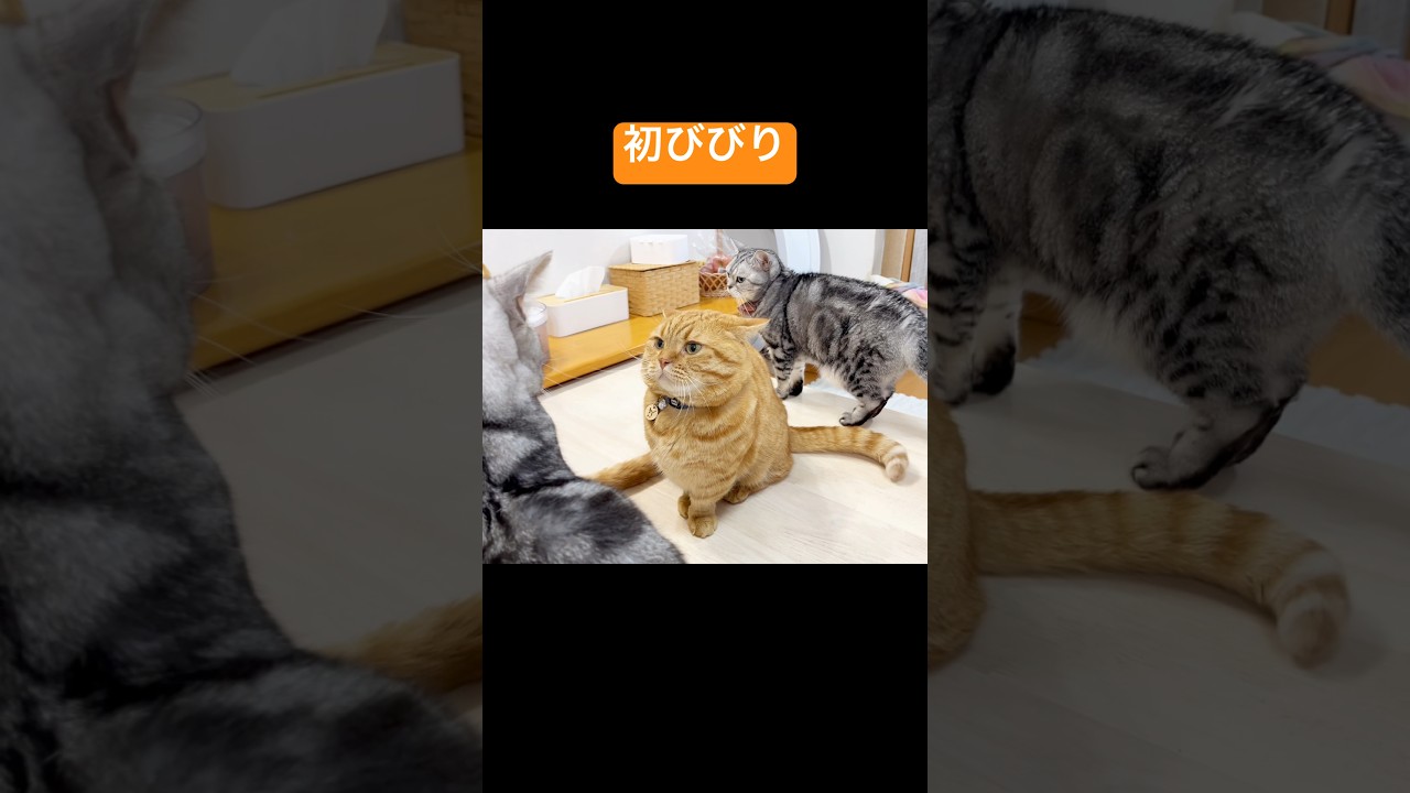 2024初びびり #猫 #マンチカン #shorts