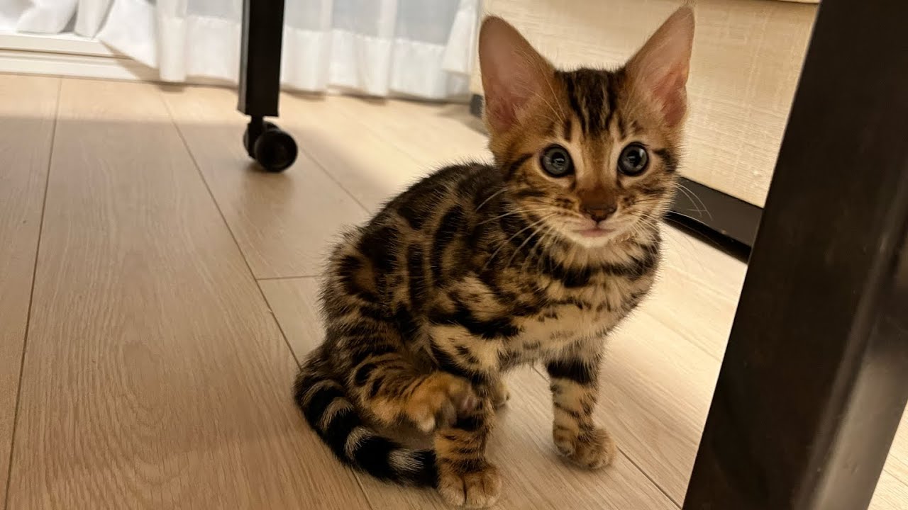 【ベンガル猫】ようこそわが家へ【お迎え初日】