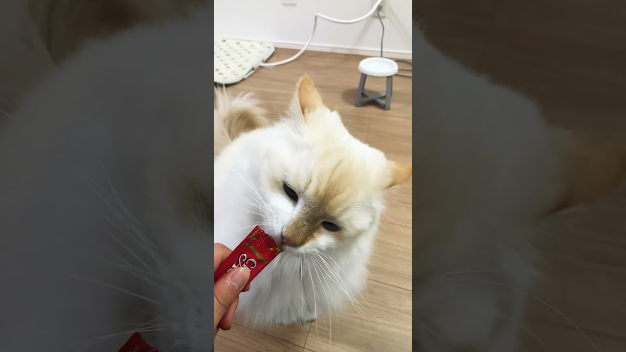 ガブリエルの4歳の誕生日　#shorts #猫 #ラグドール #ガブリエルch