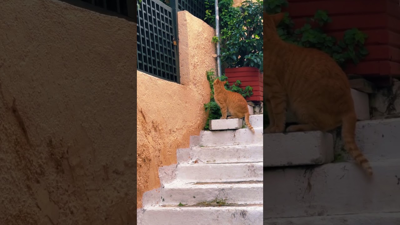 This cute brown cat climbs up some stairs in a  famous street in Athens Greece   #shortcat