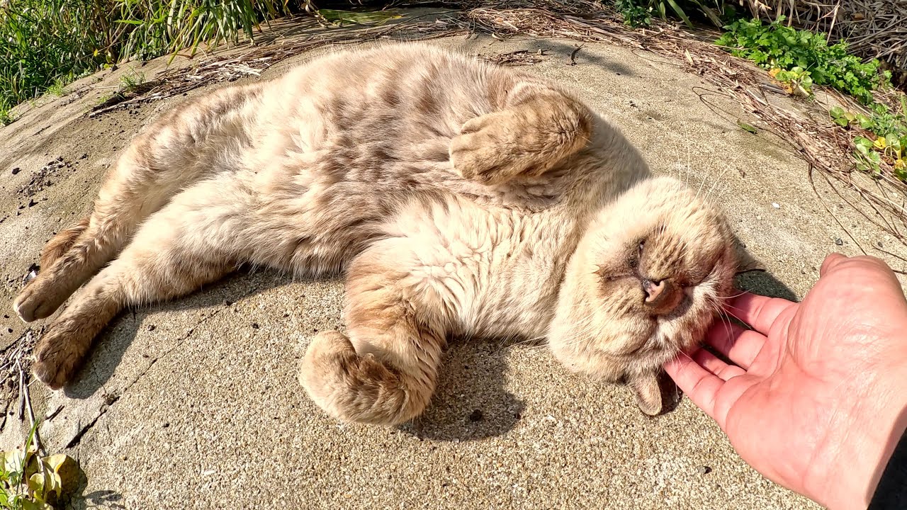 甲高い声で鳴くおじいちゃんシャム猫がクネクネしながら甘えてきた