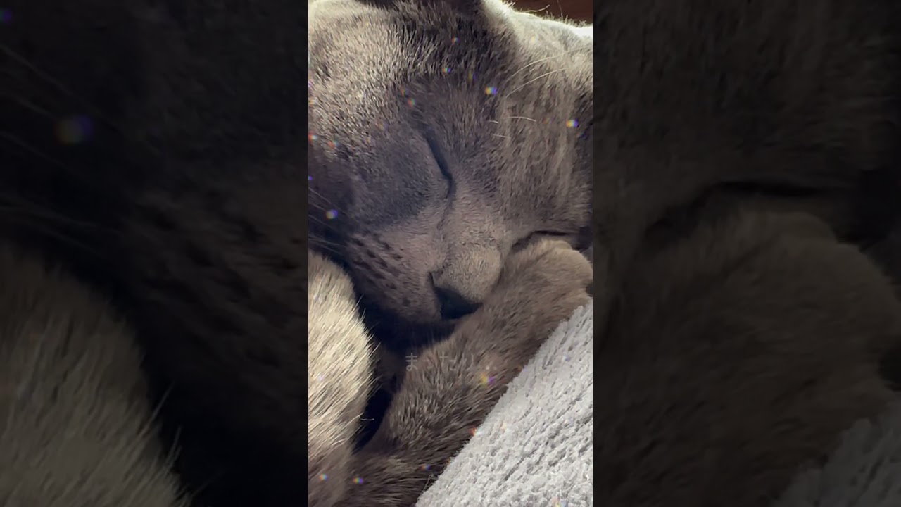 【ロシアンブルー】めろん、アンモニャイトでお昼寝中🥰【猫】#shorts