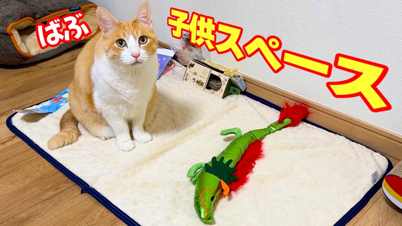 模様替えしたら猫達のキッズスペースが誕生しました