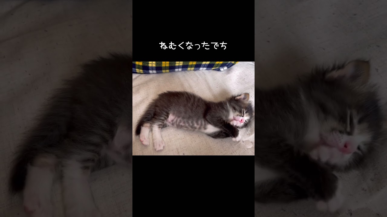 子猫のかわいいところ全部