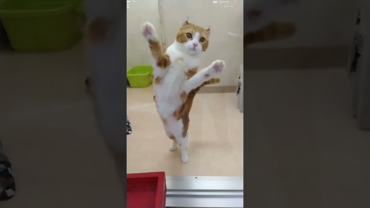 アメリカンカール