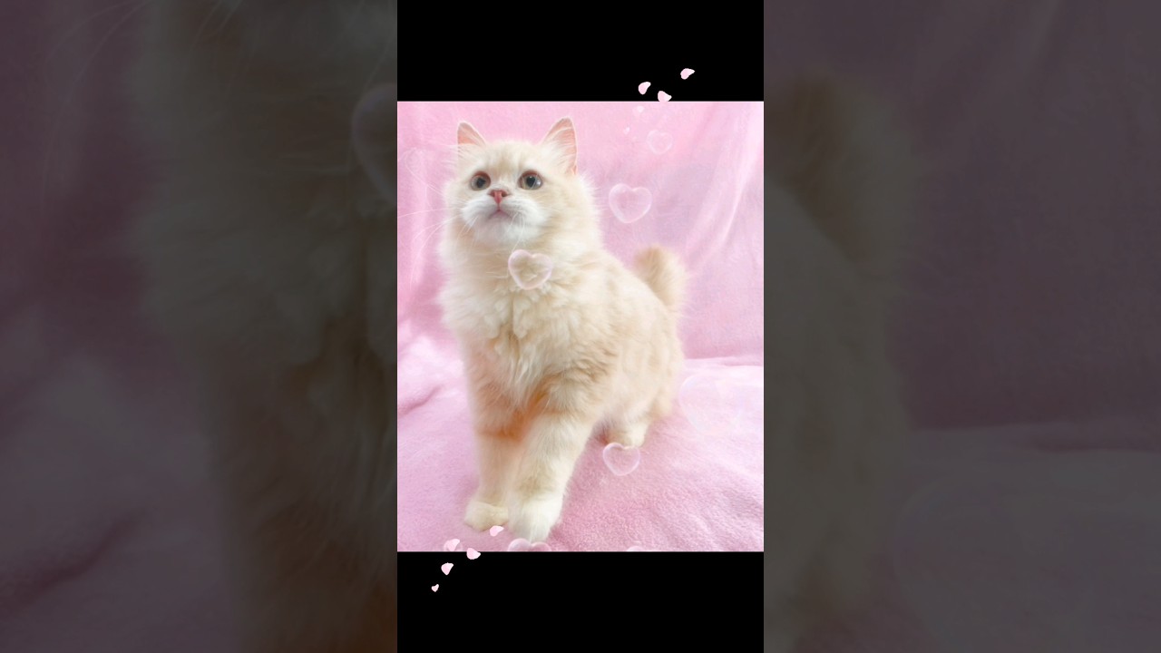 サイベリアンの男の子です✨😻♂️#サイベリアン#ペットショップティアラ#ブリーダー