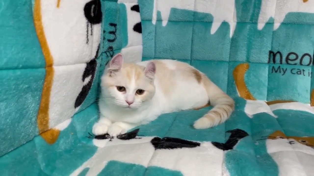 アメリカンカール クリーム色で短毛のかわいい子です。クリーム（短毛）