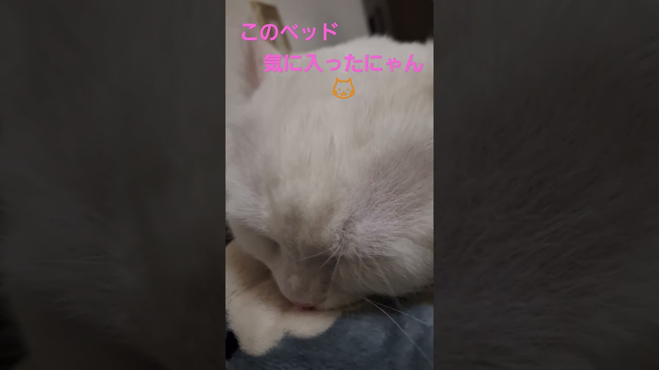 【キンカロー】お母ちゃん以外で初めてフミフミしたラビちゃん#猫#cat#白猫#shortsvideo
