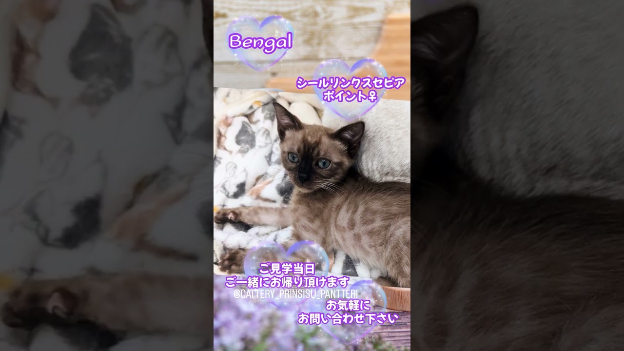 ベンガル 🩵超希少カラー🩵シールリンクスセピア スポテッドタビーポイント